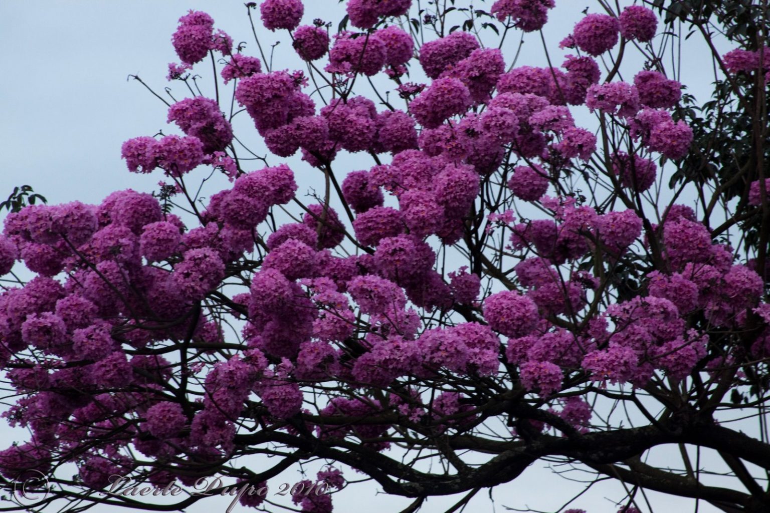 Florada de Ipês encanta todo mundo saiba mais sobre Ipês Fica a Dica