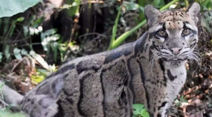 Leopardo nublado ‘extinto’ é visto pela primeira vez em 37 anos em Taiwan.