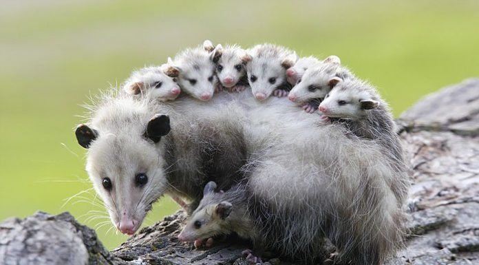 Gambás são nossa melhor defesa contra a doença de Lyme, pois exterminam carrapatos.