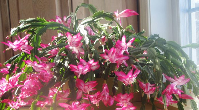 Flor de maio: o cacto que oferece beleza em vez de espinhos