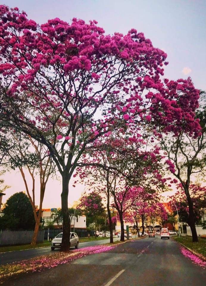 Florada de Ipês encanta todo mundo saiba mais sobre Ipês Fica a Dica