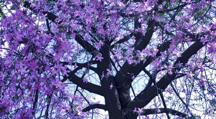 Florada de Ipês: encanta todo mundo – saiba mais sobre Ipês