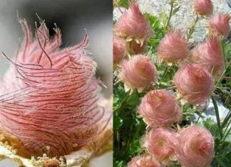 Herba benedicta: uma linda rosa alpina felpuda e encantadora