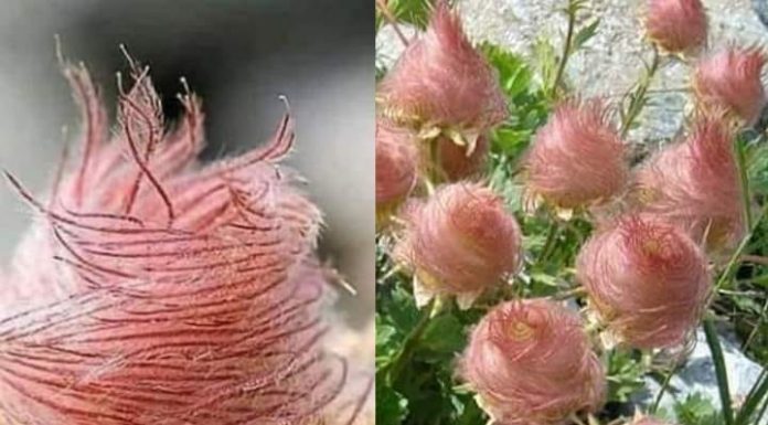 Herba benedicta: uma linda rosa alpina felpuda e encantadora