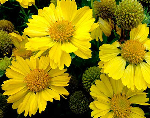 Flor cobertor ou margarida: celebridades com flores atraentes no seu jardim