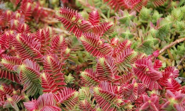Suculenta ‘Dente de Tubarão’: o sol afeta lindamente a cor de suas folhas.