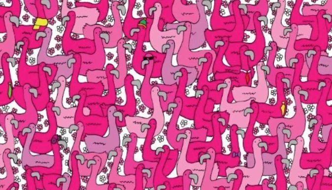 Teste visual: apenas os mais inteligentes podem encontrar o coração entre os flamingos