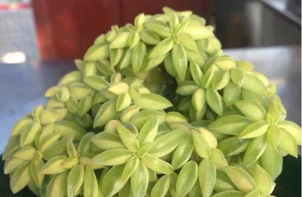 Erva-pimenta: suculenta encantadora com folhas grossas e carnudas longas e arredondadas