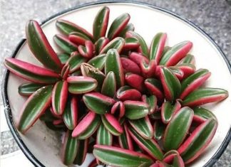 Dicas de manutenção da suculenta de pimenta vermelha.