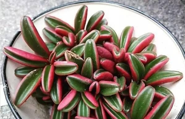 Dicas de manutenção da suculenta de pimenta vermelha.