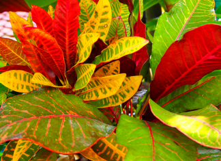 Cróton: excelente escolha dos jardineiros devido ao belo contraste que sua folhagem proporciona.