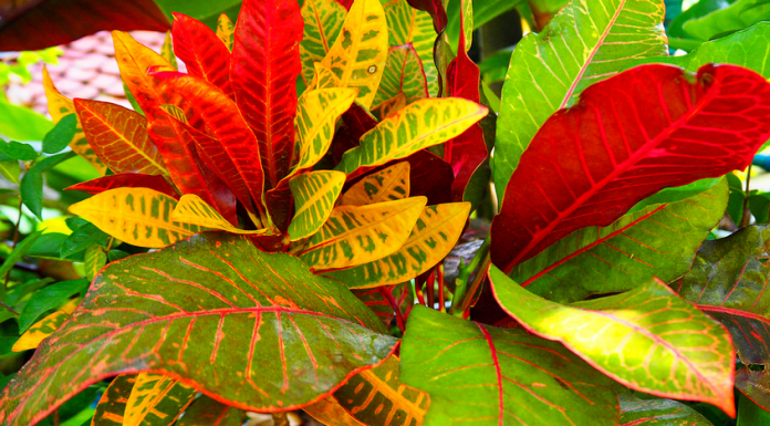 Cróton: excelente escolha dos jardineiros devido ao belo contraste que sua folhagem proporciona.