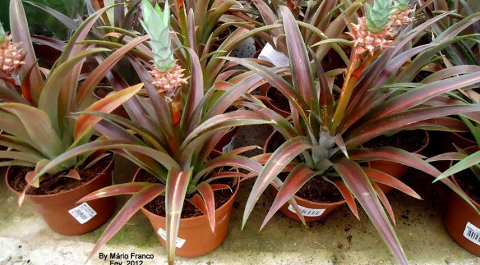 Abacaxis ornamentais: saiba mais sobre esta fruta com muitas funções