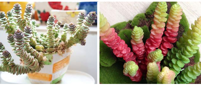 Espetos de dinheiro: é uma erva perene com folhas suculentas.