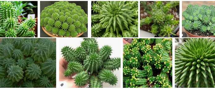 Suculenta Euphorbia Susannae: nome e qualidades de uma rainha