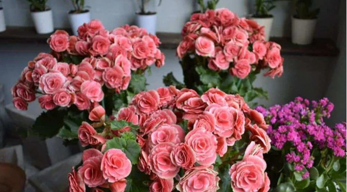 Maneiras de ter plantas exuberantes.