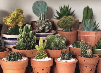 Cactos são as plantas peculiares mais lindas do mundo e nós te provamos com essas fotos