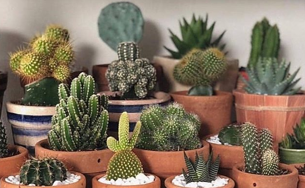 Cactos são as plantas peculiares mais lindas do mundo e nós te provamos com essas fotos