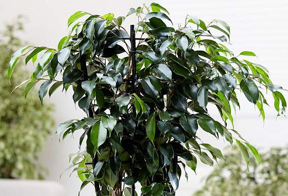 Ficus: elegante planta doméstica que suaviza e embeleza todos os ambientes.