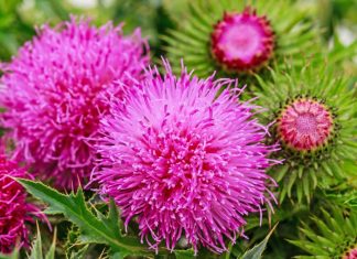 Cardo Mariano: você conhece tudo sobre ele? Veja aqui o que é e seus principais benefícios