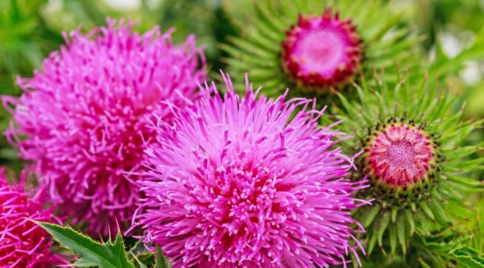 Cardo Mariano: você conhece tudo sobre ele? Veja aqui o que é e seus principais benefícios