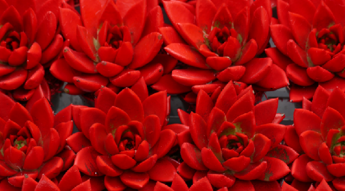 Suculentas vermelhas: Precisam ficar “estressadinhas” para adquirir tons vermelhos.