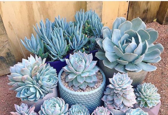 7 suculentas gigantes que farão seu coração bater mais forte