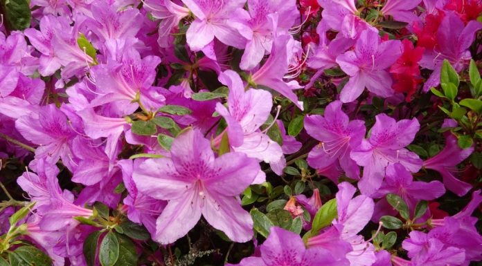 15 plantas venenosas que você provavelmente tem em casa