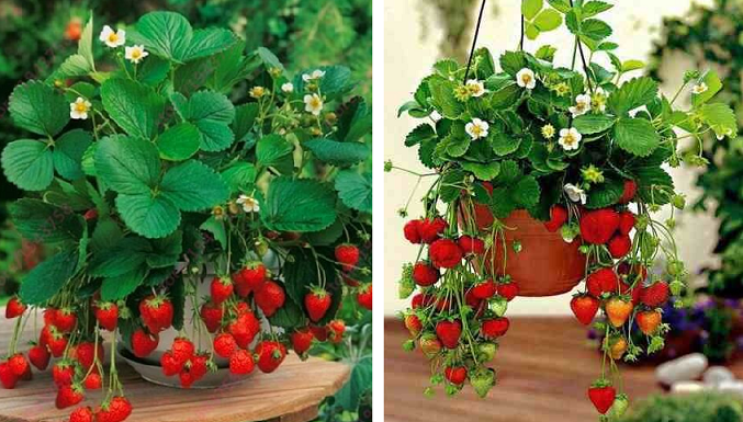 Morango: aprenda como cultivar esta fruta deliciosa.