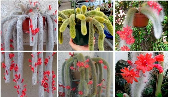 Cactos Rabo de Macaco: tudo que é importante saber