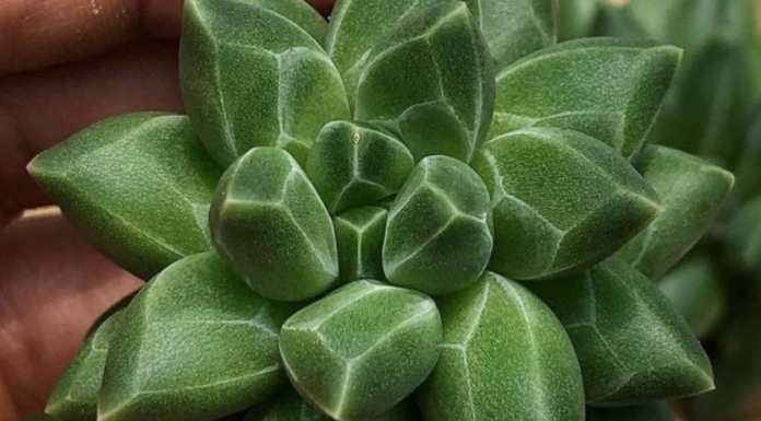 Você conhece a suculenta diamante? ela tem folhas que parecem lapidadas como pedras preciosas