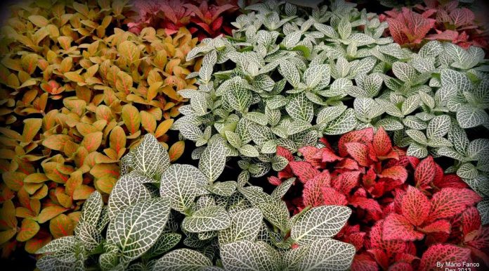 Fitônia: linda planta com folhas de coração e repleta de veias coloridas