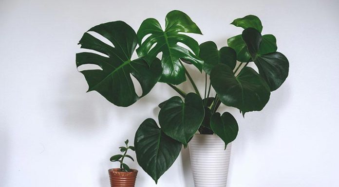 Plantas ornamentais com folhas verdes para ter em casa e deixar o ambiente agradável