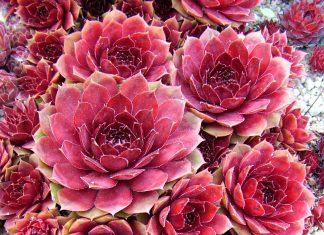 Suculenta Sempervivum – “rosa mística”