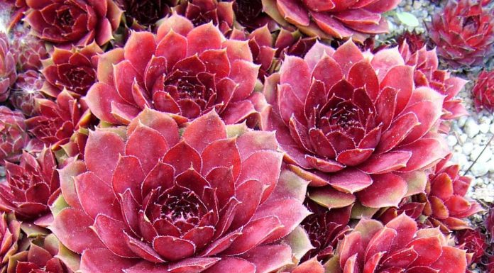 Suculenta Sempervivum – “rosa mística”