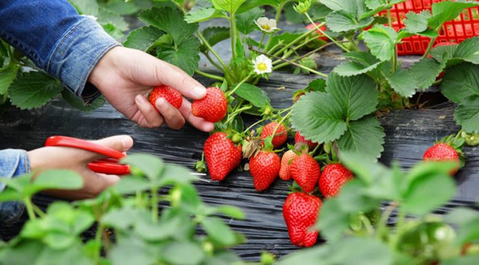 Veja como cultivar morangos a partir da fruta