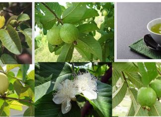 Conheça todos os benefícios do chá de folha de goiaba