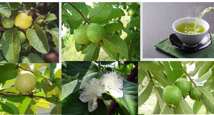 Conheça todos os benefícios do chá de folha de goiaba