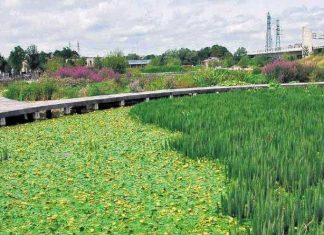 Tratamento de esgoto doméstico com plantas: a nova alternativa para evitar poluição de rios