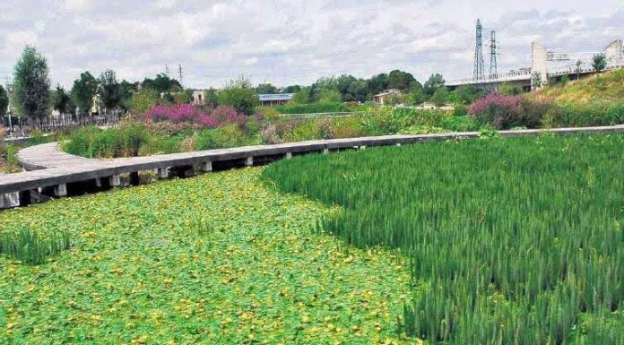 Tratamento de esgoto doméstico com plantas: a nova alternativa para evitar poluição de rios