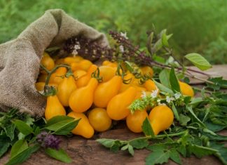 Como cultivar tomates cereja amarelo-laranjado.