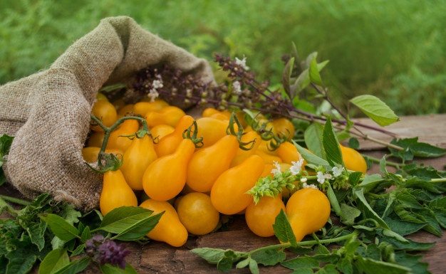 Como cultivar tomates cereja amarelo-laranjado.