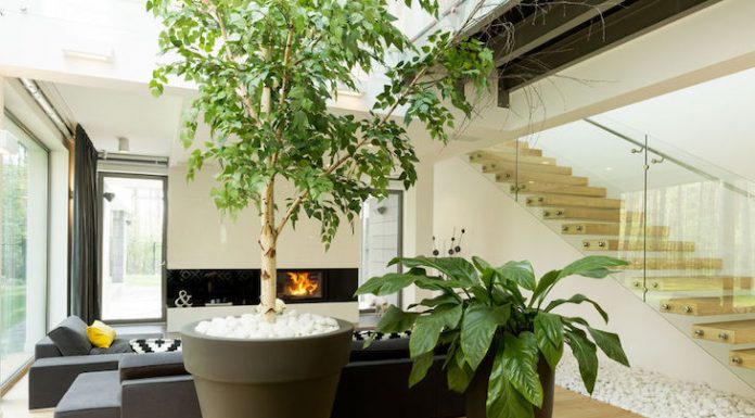 5 razões pelas quais as plantas de interior o fazem feliz