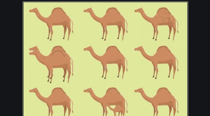 Teste divertido: quantos dromedários você consegue encontrar ?