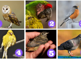Qual desses pássaros você escolhe? Ele te enviará uma mensagem poderosa