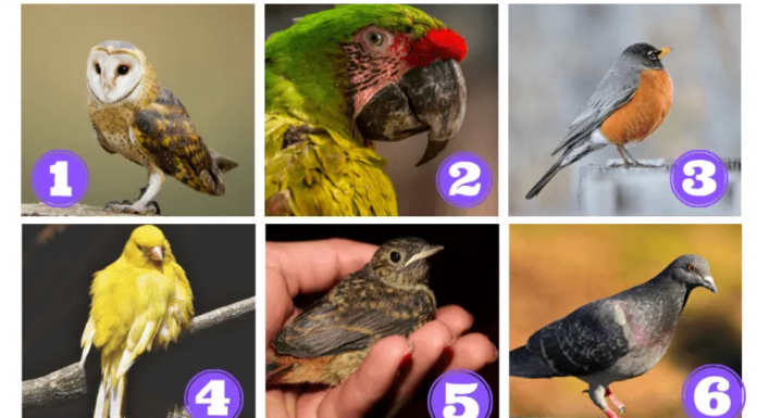 Qual desses pássaros você escolhe? Ele te enviará uma mensagem poderosa