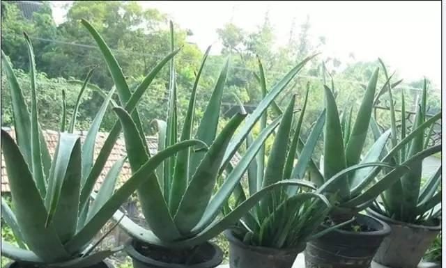 Quatro tipos de flores de fácil cultivo.