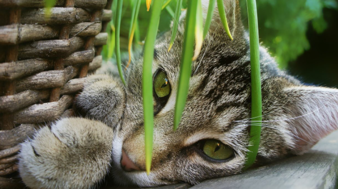 6 plantas para ter em casa que irão beneficiar o seu gato