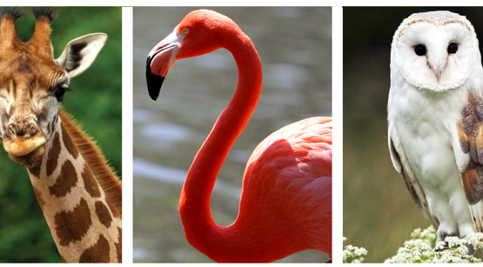 Teste psicológico: escolha um animal e descubra seu verdadeiro eu