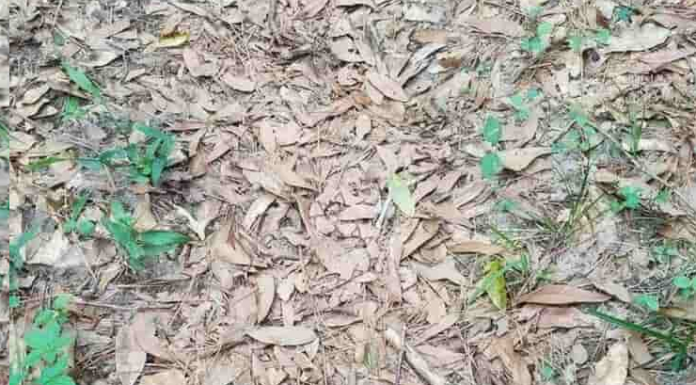 O teste que aprimora a capacidade de observar e sobreviver: Encontre o animal.